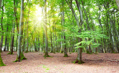 Naklejka premium Summer forest with sun light. Nature background.