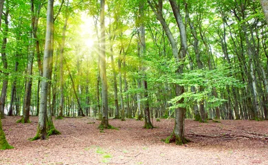 Summer forest with sun light. Nature background. © Swetlana Wall
