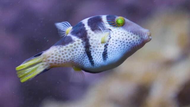 Close up of  a blue and purple Suitcase-fish trunkfish floating slowly underwater beside a coral  reef
