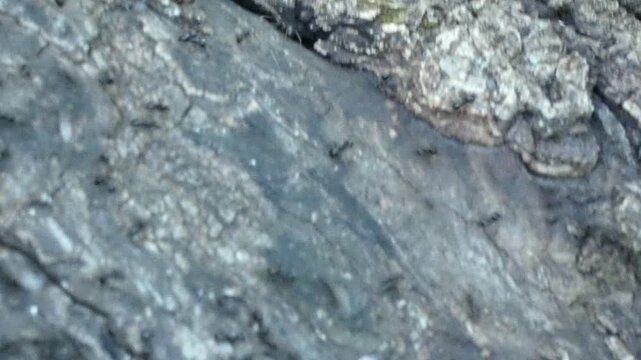 Black ants Lasius niger crawling on rotten tree bark with forest mushrooms, camera tilt, close-up, soft light. Tiny World and Natural Energy.