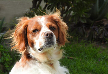 Spaniel breton © Steve Fossiant