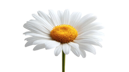 Naklejka premium Daisy with white petals and yellow center, isolated on a white background