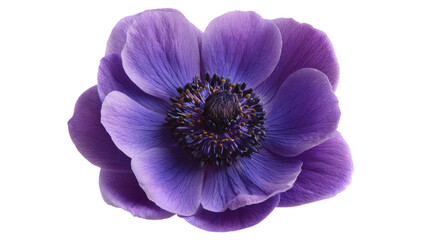 bluebell, hyacinthoides, flower, bloom, blossom, hanging, drooping, bell, shaped, petals, blue, violet, purple, white, pink, cluster, raceme, stem, slender, arching, leaves, green, narrow, strap, like