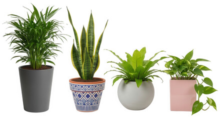 Fototapeta premium Four potted plants with different pots and foliage isolated on transparent background