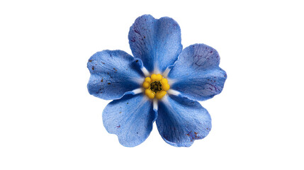 Naklejka premium Forget-me-not flower with tiny blue petals and yellow center, isolated on a white background