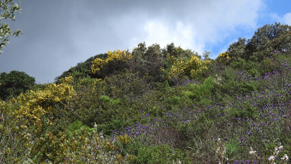 Vedute della Sardegna