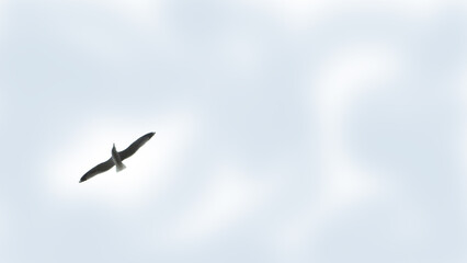 Gabbiano © Steve Fossiant