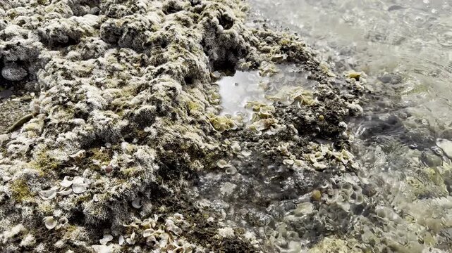 Padina pavonica (peacock&rsquo;s tail seaweed) on a rocky Mediterranean coastline with waves and reflections