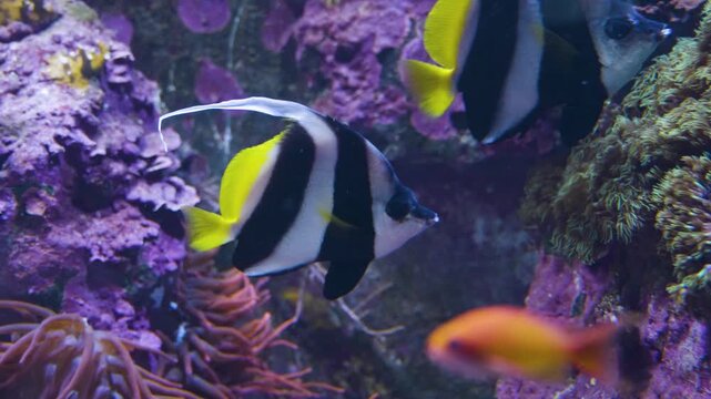 Close up of black and white saltwater angelfish swimming around a coral reef underwater
