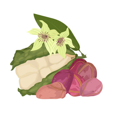 Kola Nut Tropical Seed and flowers from Cola Tree