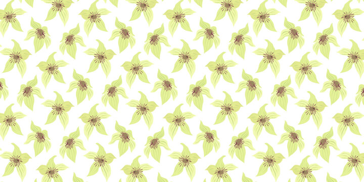 Seamless Pattern Kola Nut Tropical Flowers from Cola Tree