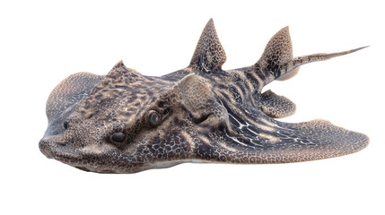 Obraz premium Angelshark resting, isolated on a white background