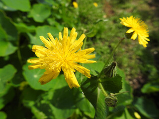 Margherita © Steve Fossiant