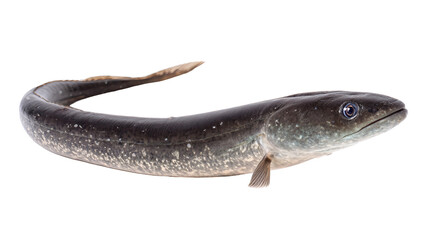 European eel swimming, isolated on a white background