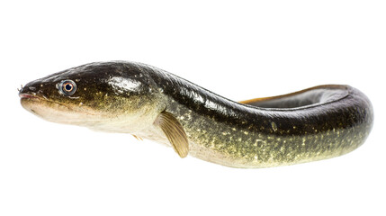 Fototapeta premium European eel swimming, isolated on a white background