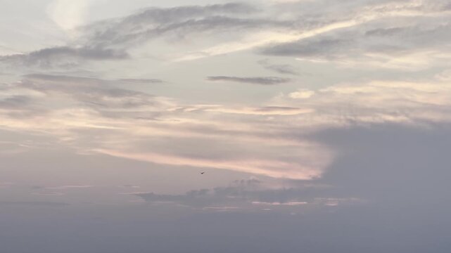 Lone Bird Against The Wind