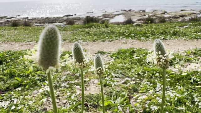 Macro close-up of Plantago lagopus (hare's foot plantain) blooming on the Mediterranean coast of Israel near the sea, visited by Heliotaurus ruficollis