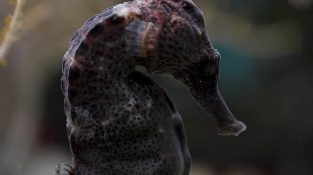A very close uo the head of a seahorse moving around underwater beside a coral reef..