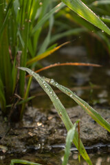 Obraz premium Close up of wet Rice seedlings with dew drops in morning light with close up