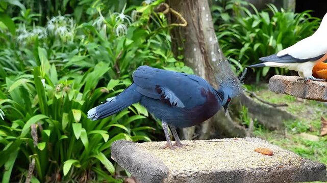 the biggest pigeon in the world, victoria corwned pigeon flying up to look for a meal, hungry bird flying from the ground to the stone chair to eat