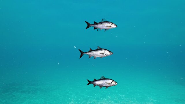 A minimalist 3D animation featuring three silver fish swimming in a row against a calm turquoise background. Ideal for aquatic themes, marine life presentations, and nature-inspired commercial backgro