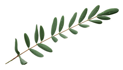 Fototapeta premium Fresh green plant branch featuring a delicate arrangement of numerous small, vibrant oval leaves, perfectly isolated on white for botanical designs and natural concepts