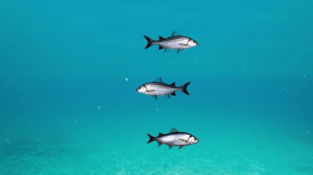 A minimalist 3D animation featuring three silver fish swimming in a row against a calm turquoise background. Ideal for aquatic themes, marine life presentations, and nature-inspired commercial backgro