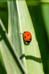 Lady bug sitting on a green leaf. in a garden in Madrid © josevgluis