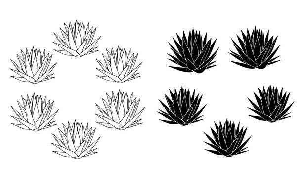 Succulent Outline Images  Browse 104,597 Stock Photos, Vectors, and Video  | Adobe Stock