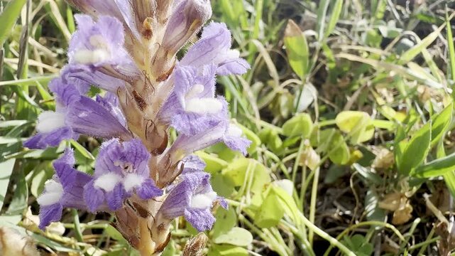 Orobanche nana blooming on the Mediterranean coast of Israel near the sea