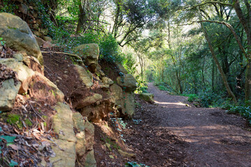 Naklejka premium Narrow hiking trail through rocky forest in Catalonia, Spain.