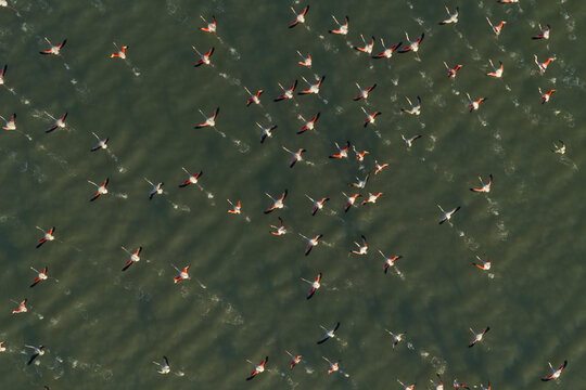 Aerial view of a ballet of flamingos paints the water with strokes of pink and white against a vast expanse of green, Santa Pola, Valencian Community, Spain.