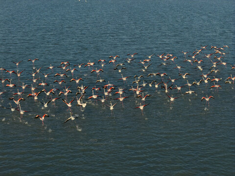 Aerial view of a flamboyance of flamingos stretching their wings over the tranquil waters of the salt flats, creating a mesmerizing dance of pink against blue, Santa Pola, Valencian Community, Spain.