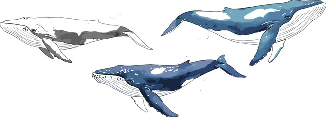 Three artistic whale illustrations in shades of blue and gray, detailed marine animal drawings with flippers, tails, and baleen features for ocean wildlife educational artwork design © Ariful