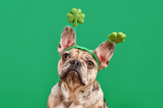 Merle French Bulldog dog wearing St. Patrick&rsquo;s Day shamrock costume headband on green background
