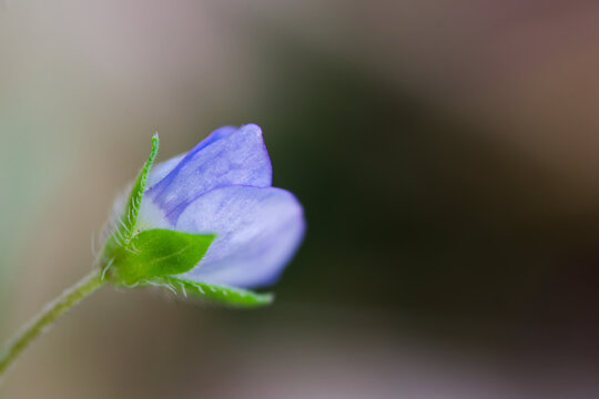 Persian speedwell blue wildflower macro with soft bokeh background and copy space