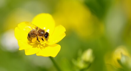 honey bee collects pollen from yellow flower on green background