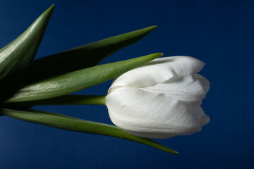 Obraz premium A striking white tulip in full bloom dramatically emerging from deep blue shadows, featuring sharp green leaves and exquisite petal textures for high-end floral design