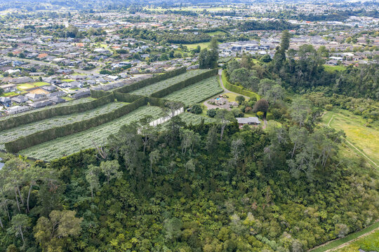 Aerial view of a vibrant orchard bordered by lush green trees contrasting with the suburban sprawl beyond, Te Puke, Bay of Plenty Region, New Zealand.