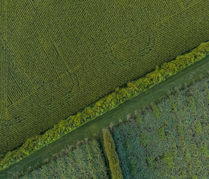 Aerial view of a vibrant tapestry of agricultural fields divided by a narrow road, showcasing the lush greenery, Te Puke, Bay of Plenty Region, New Zealand.