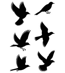 Obraz premium Set of black bird silhouettes flying and perched, isolated on white background for creative design projects
