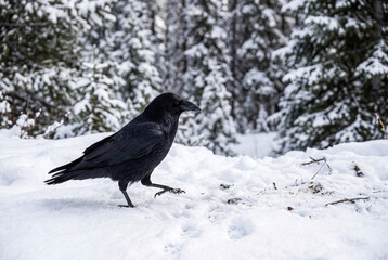 Fototapeta premium Common raven walking in snow