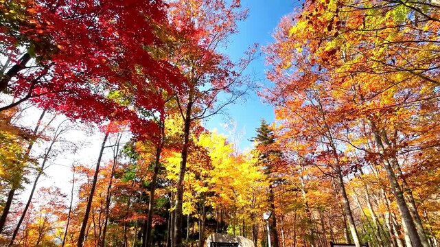 秋の空気神社【山形県朝日町】