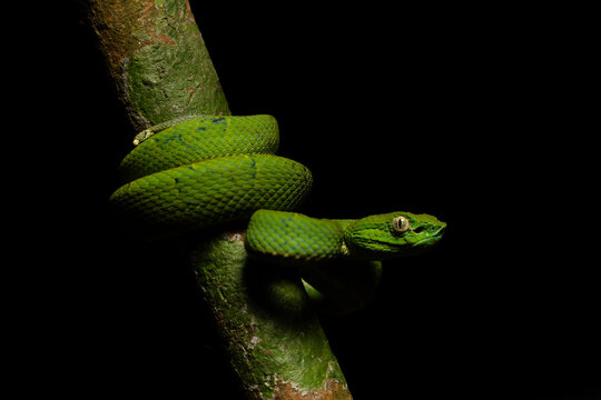 Serpiente Lora, Costa Rica