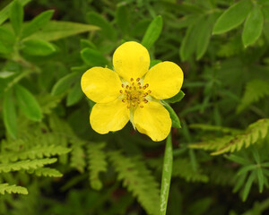 Obraz premium Dasiphora fruticosa Native North American Wildflower Shrubby Cinquefoil Blooming in a Wetland Habitat