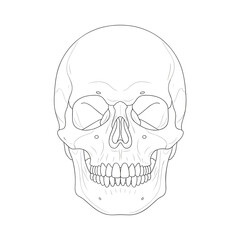 Obraz premium Thin line art anatomical human skull drawing