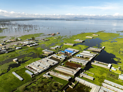Aerial view of buildings submerged in the tranquil, yet encroaching waters of Lake Naivasha, a vibrant tapestry of green and blue, Naivasha, Nakuru County, Kenya.