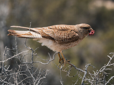 Chimango Caracara, a South American bird of prey, feeding on meat while perched on a branch in its natural environment.