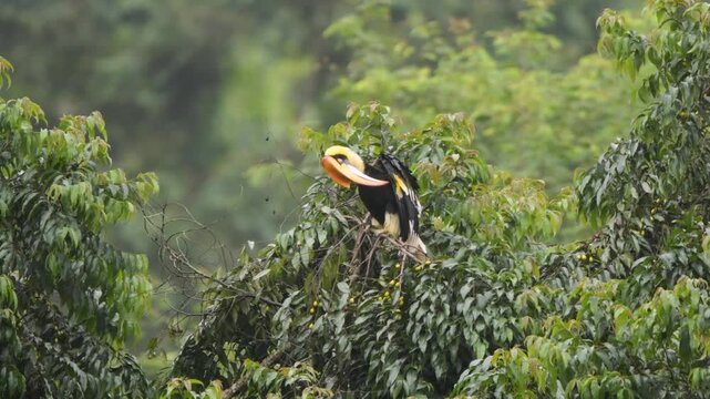 Great Hornbill sitting on fig tree at Valparai, Tamil Nadu, India 