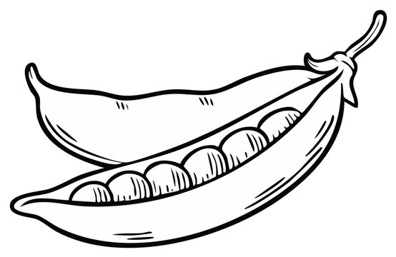 Illustration of open pea pod revealing green peas with another pod in the background